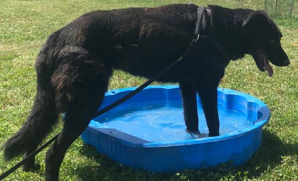 HOMER, cerca adozione con urgenza - Carbonate (CO) Foto 4